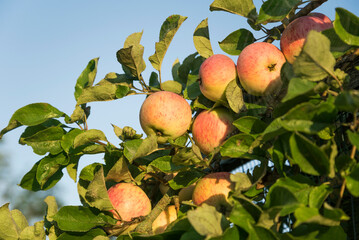 Apples trees in an orchard.