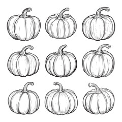 Wall Mural - Pumpkin drawing clipart design illustration