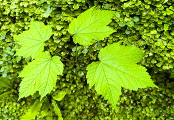 Wall Mural - Green leaves in the forest as a background