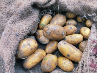 Fresh unwashed potatoes heap closeup, root vegetable organic, muddy raw, vegetables, food, farming, agriculture, harvest, natural earthy, brown, starchy tubers in a sack bag