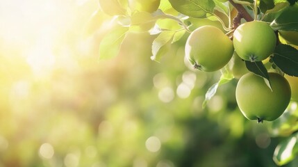 Wall Mural - Apple branch with fruits in sunlight.