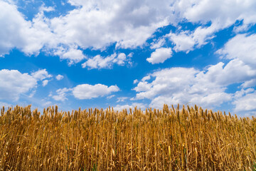 Wheat is growing in the field ,The wheat fields are under the blue sky and white clouds