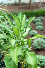 Poster - vegetable in field