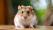 © Shahriar507 - Cute Little hamster