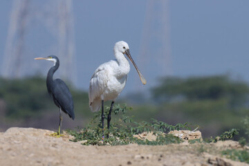 Spoonbill standing on the ground. Bird background.