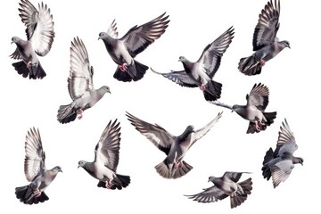 A group of pigeons soaring through the air