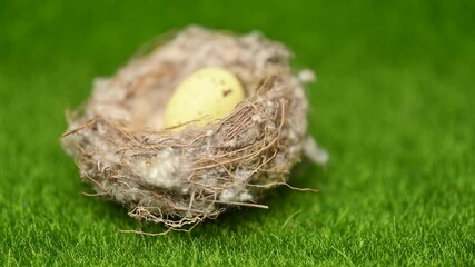 Poster - bird nest on green grass