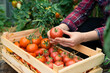 © Надежда Урюпина - Harvest of organic tomatoes in a wooden box in the hands of a farmer, eco products, local vegetables