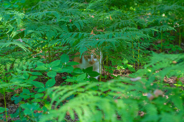 a red cat walks alone in the summer forest. a pet is hiding among the leaves in the forest.