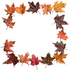 Poster - A decorative border formed by various autumn leaves, celebrating the rich colors of fall against a clean PNG backdrop, autumn leaf frame border on transparent background