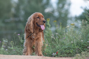 Wall Mural - A beautiful cocker spaniel plays on the field.