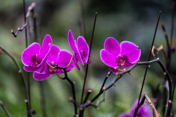 butterfly orchid blooming in garden