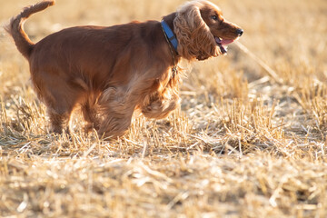 Wall Mural - A beautiful cocker spaniel plays on the field.