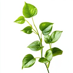 Wall Mural - Pothos leaves are heart-shaped, smooth, shiny, and waxy, with a pointed tip on white background. Generative ai.