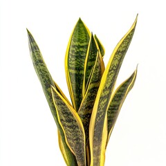 Wall Mural - The snake plant is a houseplant with thick, sword-shaped leaves that grow upright and have a unique banded pattern.  Generative ai.