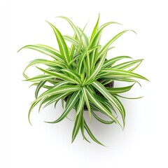 Wall Mural - The spider plant is a common houseplant that's native to South Africa's coastal areas. Generative ai.