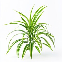 Wall Mural - The spider plant is a common houseplant that's native to South Africa's coastal areas. Generative ai.