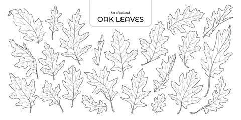 Wall Mural - Set of isolated oak leaves. Cute Autumn foliage illustration in hand drawn style. Black outline and white plane on transparent background.