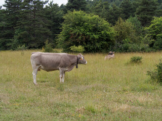 cows grazing in a field