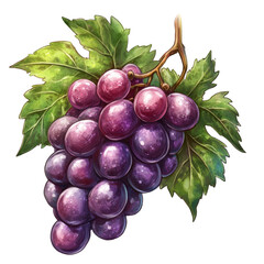 Poster - A vibrant bunch of grapes and fresh green leaves showcase stunning natural beauty and color contrasts, bunch of grapesillustrationisolated on PNG