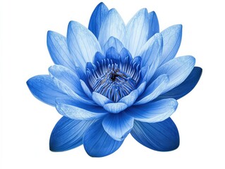 Blue Lotus Flower Blossom. Beautiful Nature Background with Blooming Flower on White Background