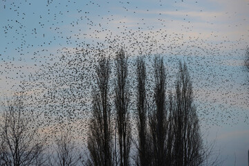 Sticker - Starling murmurations. A large flock of starlings fly at sunset just before entering the roosting site in the Netherlands. Hundreds of thousands starlings make big clouds to protect against raptors