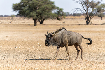 Poster - Wildebeest in the landscape  with dunes of the Kalahari Desert in the Kgalagadi Transfrontier Park in South Africa