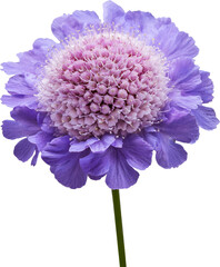 A stunning purple flower with a unique spherical center, perfect for enhancing any natural scene or floral design.