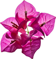 Vibrant pink bougainvillea flowers create a stunning display, perfect for adding a touch of color to any design project.