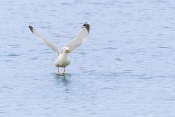 Herring Gull Larus argentatus in close view on Normandy coasts