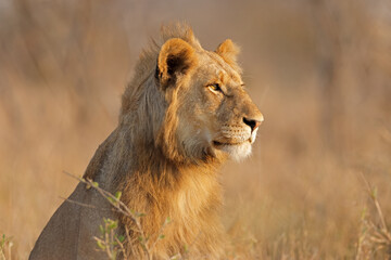 Wall Mural - portrait of a young male african lion (panthera leo), kruger national park, south africa.