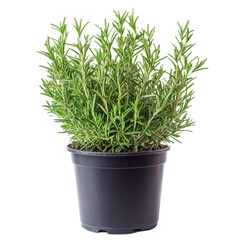 Poster - Fresh rosemary herb plant isolated on a transparent background, showcasing its vibrant green leaves and healthy growth, Close up of rosemary herb plant on transparent background