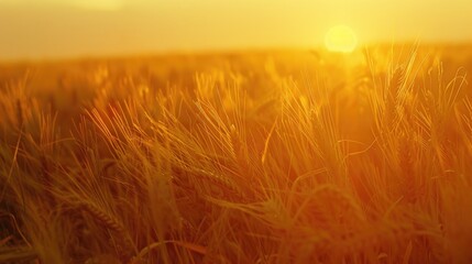 Wall Mural - A serene landscape of a wheat field during sunset, ideal for use as a background or in editorial contexts