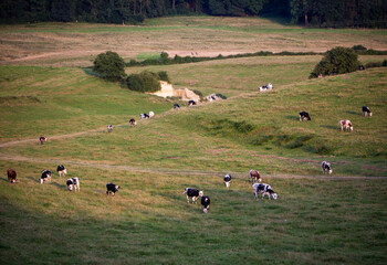 cows in hilly countryside of champagne-ardenne