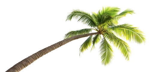 tropical palm tree, cut out