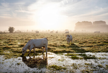 Wall Mural - cows during sunrise on misty morning in valley of river Aisne near Charleville mezieres in champagne ardenne