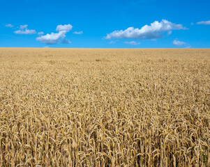 Wall Mural - golden cornfield and blue sky with white clouds