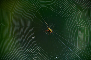 Wall Mural - yellow spiny orb weaver spider (gasteracantha sturi) on its web, found in Halimun mountain ranges, West Java, Indonesia