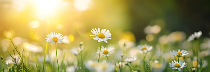 Sticker - Beautiful background of park with daisy or camomile closed up on the meadow at spring on blurred nature background.