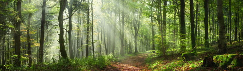 Enchanting rays of sunlight in a green forest. A mix of sunshine and light fog create a magical atmosphere in this panoramic nature shot.