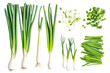 © Jennifer Clason - Different stages and parts of scallions green onions, including a full bunch, a single trimmed green onion, and chopped green onion leaves on an isolated background
