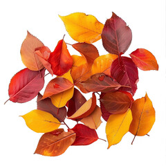 Fallen colorful autumn leaves on transparent background PNG