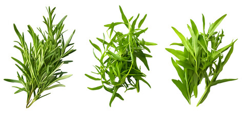 Fresh rosemary and tarragon herbs isolated transparent background