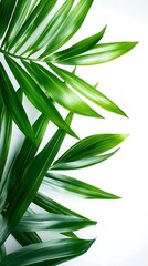 Wall Mural - Green Palm Leaves on White Background Illustration