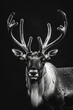 © Mappingz - portrait studio photograph of caribou black and white