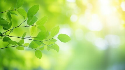 Canvas Print - Green leaves and sunlight in a forest