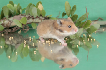 Reflection of a Campbell dwarf hamster looking for food in a small pond. This rodent has the scientific name Phodopus campbelli.