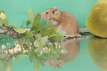 Reflection of a Campbell dwarf hamster looking for food in a small pond. This rodent has the scientific name Phodopus campbelli.