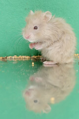 Wall Mural - Reflection of a Campbell dwarf hamster looking for food in a small pond. This rodent has the scientific name Phodopus campbelli.