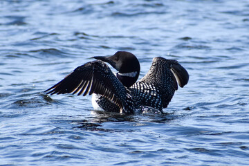 loon on water